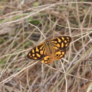 Heteronympha paradelpha at Ainslie, ACT - 6 Feb 2022