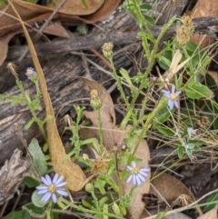 Vittadinia cuneata var. cuneata (Fuzzy New Holland Daisy) at Denman Prospect 2 Estate Deferred Area (Block 12) - 6 Feb 2022 by abread111