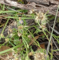 Vittadinia cuneata var. cuneata at Molonglo Valley, ACT - 6 Feb 2022