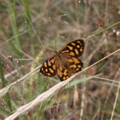 Heteronympha paradelpha (Spotted Brown) at Mount Ainslie - 6 Feb 2022 by DavidForrester