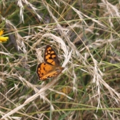 Heteronympha penelope (Shouldered Brown) at Ainslie, ACT - 6 Feb 2022 by DavidForrester