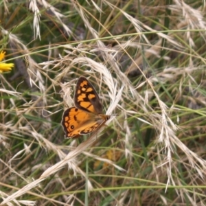 Heteronympha penelope at Ainslie, ACT - 6 Feb 2022 12:30 PM