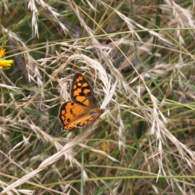 Heteronympha penelope (Shouldered Brown) at Mount Ainslie - 6 Feb 2022 by DavidForrester