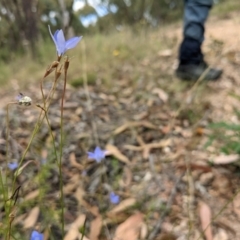 Wahlenbergia capillaris (Tufted Bluebell) at Block 402 - 6 Feb 2022 by abread111