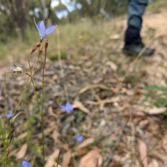 Wahlenbergia capillaris (Tufted Bluebell) at Denman Prospect 2 Estate Deferred Area (Block 12) - 6 Feb 2022 by abread111