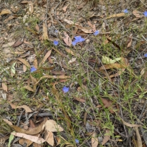 Wahlenbergia capillaris at Molonglo Valley, ACT - 6 Feb 2022