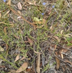 Wahlenbergia capillaris at Molonglo Valley, ACT - 6 Feb 2022 12:46 PM