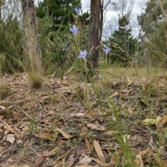 Wahlenbergia capillaris at Molonglo Valley, ACT - 6 Feb 2022 12:46 PM