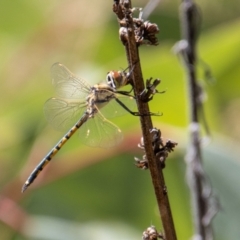 Hemicordulia tau (Tau Emerald) at Rendezvous Creek, ACT - 23 Jan 2022 by SWishart