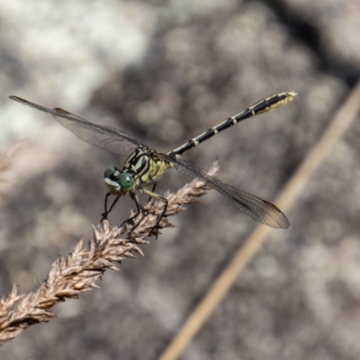 Austrogomphus guerini (Yellow-striped Hunter) at Rendezvous Creek, ACT - 23 Jan 2022 by SWishart