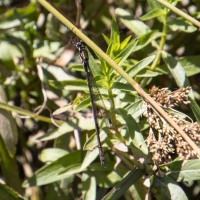 Synlestes weyersii (Bronze Needle) at Rendezvous Creek, ACT - 23 Jan 2022 by SWishart