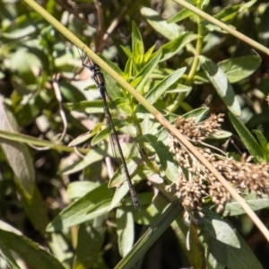 Synlestes weyersii at Rendezvous Creek, ACT - 23 Jan 2022