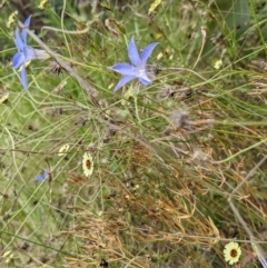 Wahlenbergia stricta subsp. stricta (Tall Bluebell) at Molonglo Valley, ACT - 6 Feb 2022 by abread111