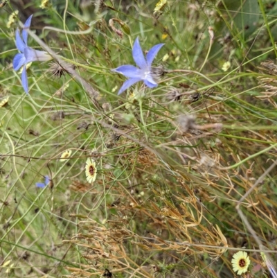 Wahlenbergia stricta subsp. stricta (Tall Bluebell) at Block 402 - 6 Feb 2022 by abread111