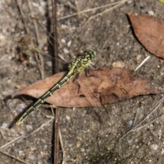 Austrogomphus guerini (Yellow-striped Hunter) at Rendezvous Creek, ACT - 23 Jan 2022 by SWishart