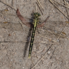 Austrogomphus guerini at Rendezvous Creek, ACT - 23 Jan 2022 03:06 PM