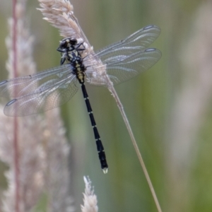 Hemigomphus gouldii at Rendezvous Creek, ACT - 23 Jan 2022