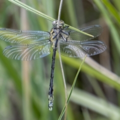 Hemigomphus gouldii at Rendezvous Creek, ACT - 23 Jan 2022