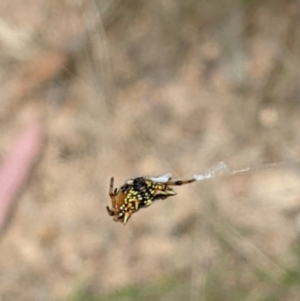 Austracantha minax at Molonglo Valley, ACT - 6 Feb 2022 12:53 PM