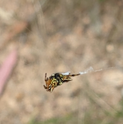 Austracantha minax (Christmas Spider, Jewel Spider) at Denman Prospect 2 Estate Deferred Area (Block 12) - 6 Feb 2022 by abread111