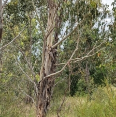 Eucalyptus globulus subsp. bicostata (Southern Blue Gum, Eurabbie) at Denman Prospect 2 Estate Deferred Area (Block 12) - 6 Feb 2022 by abread111