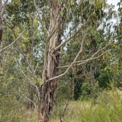 Eucalyptus bicostata (Southern Blue Gum, Eurabbie) at Molonglo Valley, ACT - 6 Feb 2022 by abread111