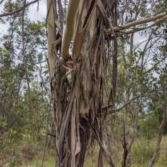 Eucalyptus globulus subsp. bicostata at Molonglo Valley, ACT - 6 Feb 2022 12:56 PM