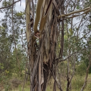 Eucalyptus globulus subsp. bicostata at Molonglo Valley, ACT - 6 Feb 2022 12:56 PM