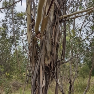 Eucalyptus globulus subsp. bicostata at Molonglo Valley, ACT - 6 Feb 2022