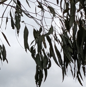 Eucalyptus globulus subsp. bicostata at Molonglo Valley, ACT - 6 Feb 2022 12:56 PM