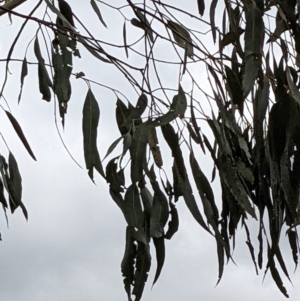 Eucalyptus globulus subsp. bicostata at Molonglo Valley, ACT - 6 Feb 2022