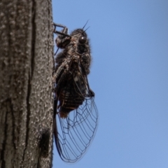 Pauropsalta mneme (Alarm Clock Squawker) at Namadgi National Park - 23 Jan 2022 by SWishart