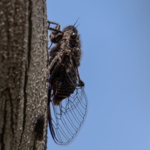 Pauropsalta mneme at Rendezvous Creek, ACT - 23 Jan 2022