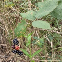 Rubus anglocandicans (Blackberry) at Block 402 - 6 Feb 2022 by abread111