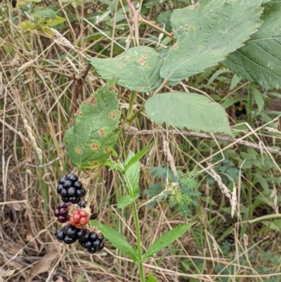 Rubus anglocandicans (Blackberry) at Molonglo Valley, ACT - 6 Feb 2022 by abread111