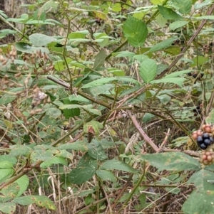 Rubus anglocandicans at Molonglo Valley, ACT - 6 Feb 2022
