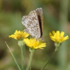 Lucia limbaria (Chequered Copper) at Weetangera, ACT - 19 Jan 2019 by Tammy