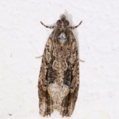 Thrincophora lignigerana (A Tortricid moth) at Melba, ACT - 1 Dec 2021 by kasiaaus