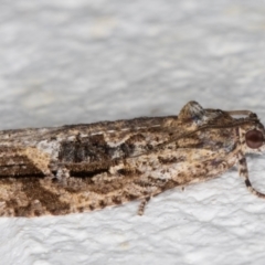 Thrincophora lignigerana at Melba, ACT - 2 Dec 2021 12:46 AM