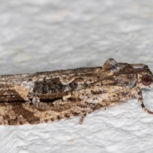 Thrincophora lignigerana at Melba, ACT - 2 Dec 2021 12:46 AM