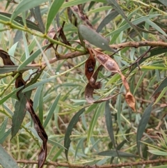 Acacia rubida (Red-stemmed Wattle, Red-leaved Wattle) at Block 402 - 6 Feb 2022 by abread111