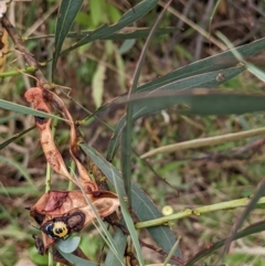 Acacia rubida at Molonglo Valley, ACT - 6 Feb 2022