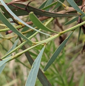 Acacia rubida at Molonglo Valley, ACT - 6 Feb 2022