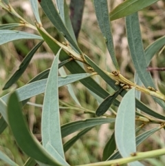 Acacia rubida at Molonglo Valley, ACT - 6 Feb 2022