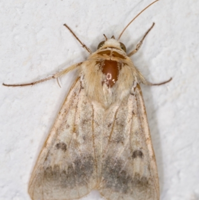 Helicoverpa (genus) (A bollworm) at Melba, ACT - 3 Dec 2021 by kasiaaus