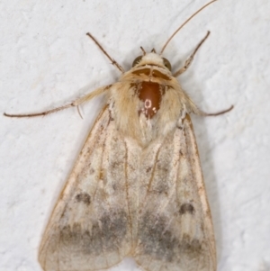 Helicoverpa (genus) at Melba, ACT - 3 Dec 2021