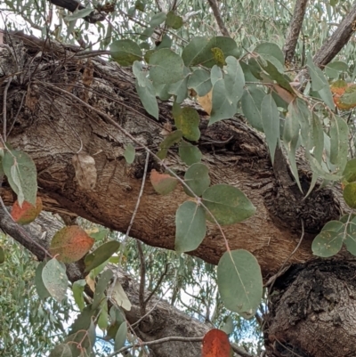 Eucalyptus dives (Broad-leaved Peppermint) at Piney Ridge - 6 Feb 2022 by abread111