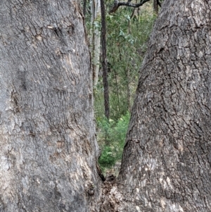 Eucalyptus dives at Molonglo Valley, ACT - 6 Feb 2022