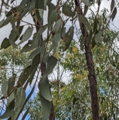 Eucalyptus dives at Denman Prospect 2 Estate Deferred Area (Block 12) - 6 Feb 2022