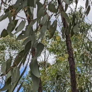 Eucalyptus dives at Molonglo Valley, ACT - 6 Feb 2022